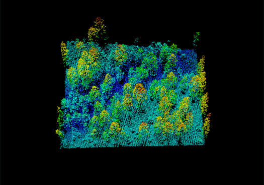 Отображение участка лесного массива в специальной программе для обработки данных с LIDAR