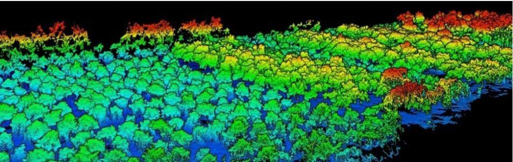 Изображение участка лесного массива, полученное из облака точек с помощью технологии LIDAR