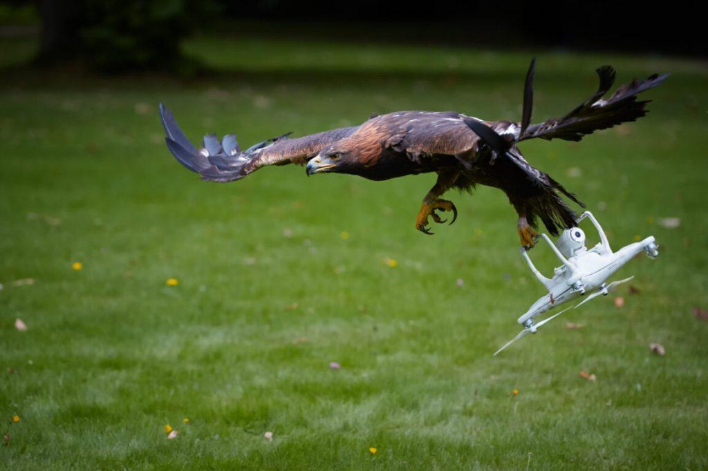 Как избежать столкновения дрона с птицами
