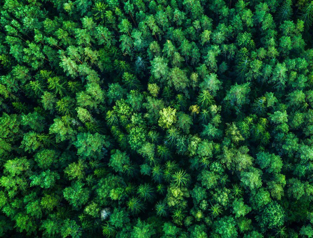 Беспилотники помогают лесам: успешный зарубежный опыт